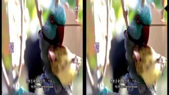 成人3D精品视频,成人3D精品视频深度解析