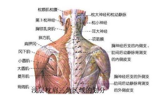 成人捏颈椎手法图解视频,成人捏颈椎手法图解视频精华解析