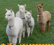 大羊驼成人玩具视频,探索激情与乐趣的奇妙之旅