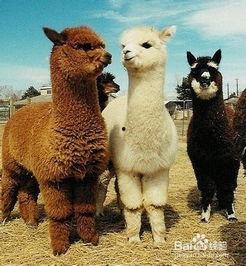 大羊驼成人玩具视频,探索激情与乐趣的奇妙之旅