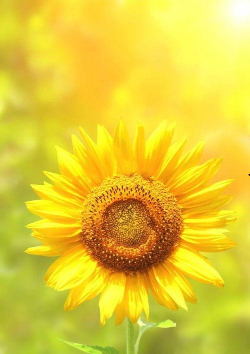 向日葵成人不良视频,警示与反思